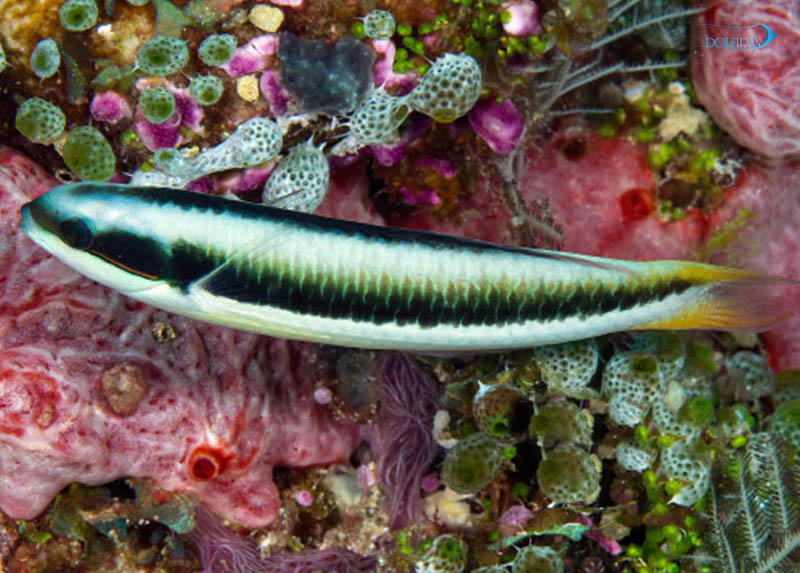 Blunthead_Wrasse_juv-1.jpg راس سرگردان (جوان) - تصویر 1