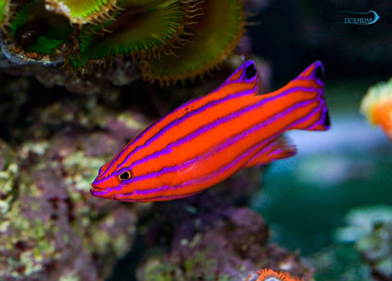 Candy_Basslet_1.jpg باسلت آبنباتی - تصویر 1
