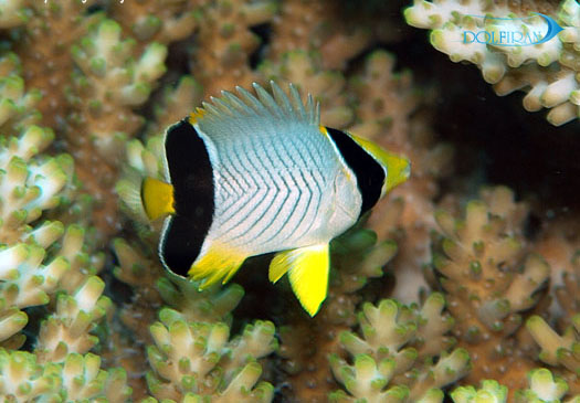 Chaetodon-trifascialis-juv-jj-0162-112110.jpg پروانه شورون - تصویر 1