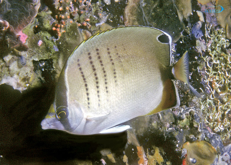 ChaetodonAssariusRK.jpg پروانه غربی - تصویر 1