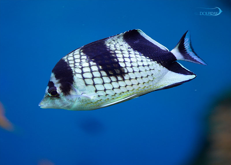 Chaetodon_argentatus_by_DaijuAzuma.jpg پروانه فلس مرواریدی - تصویر 1