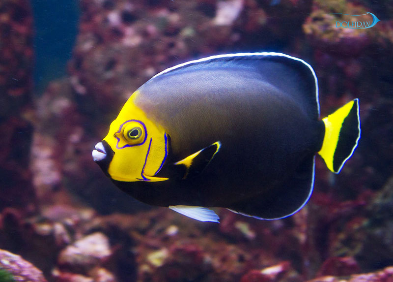 Chaetodontoplus-Conspicillatus.jpg فرشته کانسپیک - تصویر 1