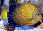 فرشته نوار آبی (بالغ) - تصویر 3