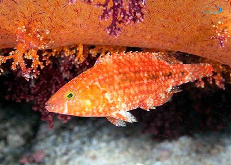 Cheilinus-Bimaculatus.jpg راس دو خال - تصویر 1