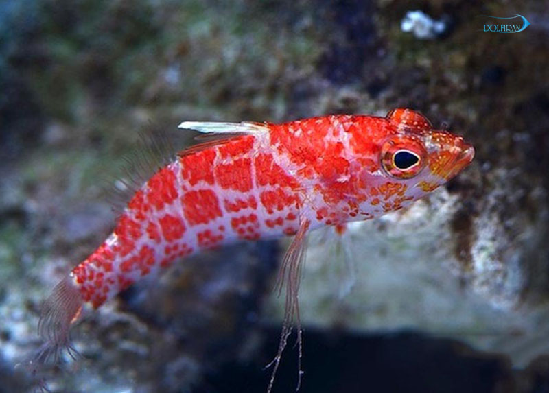 Chequered_perchlet_Anthias_1.jpg آنتیاس پرچلت لکه ای - تصویر 1