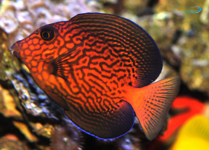 Chevron_Tang_1.jpg جراح شورون - تصویر 1