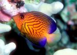 جراح شورون - تصویر 3