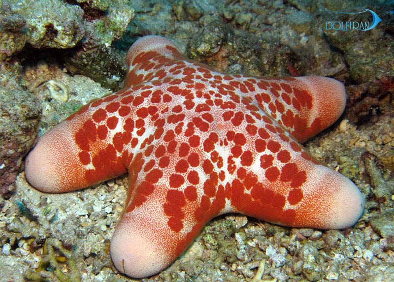 Choriaster-Granulatus.jpg ستاره دریایی غول پیکر کنیا - تصویر 1