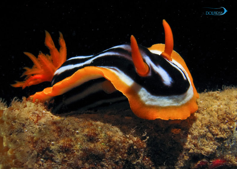 Chromodoris-strigata.jpg خرگوش دریایی زرد و سیاه - تصویر 1