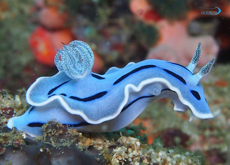 Chromodoris-willani.jpg خرگوش دریایی - تصویر 1