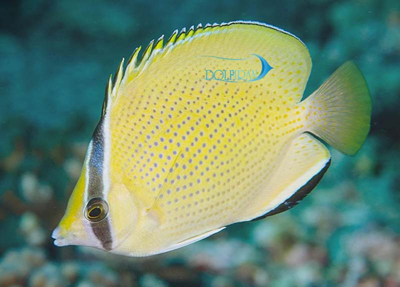 Citron-butterflyfish.jpg پروانه سیترون - تصویر 1