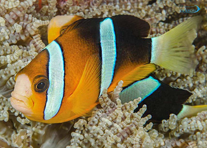 Clarkii_Clownfish_12.jpg دلقک کلارکی (تکثیری) - تصویر 1