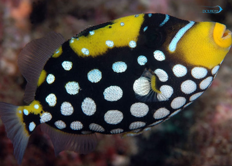 Clown_Triggerfish_juv_1.jpg ماشه دلقک (جوان) - تصویر 1