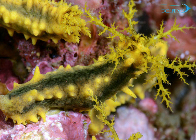 Colochirus-robustus.jpg خیار زرد - تصویر 1