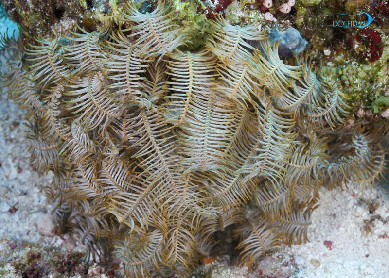 Comaster-Nobilis.jpg لاله دریایی زرد - تصویر 1