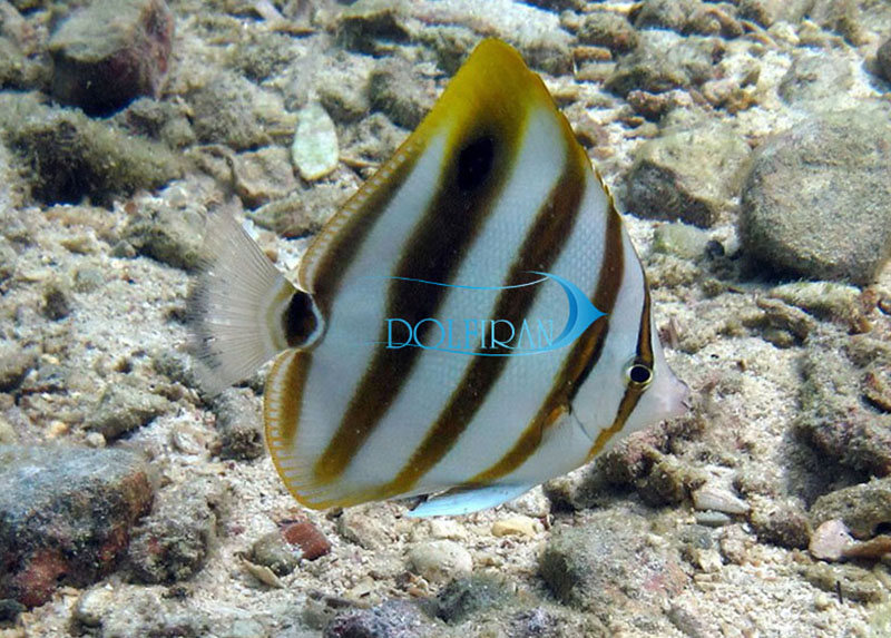 Coral-fish_Ocellate_1.jpg پروانه اسلاتوس - تصویر 1