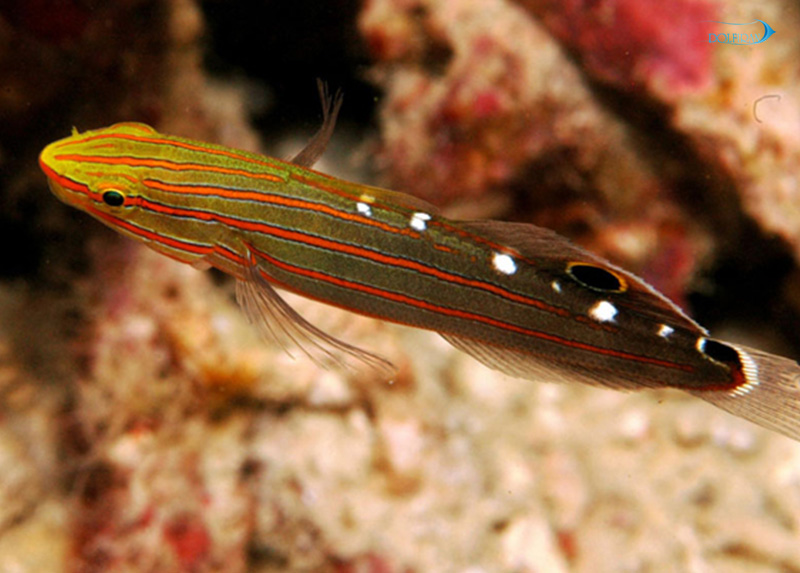 Court-Jester-Goby.jpg گابی رنگین کمان - تصویر 1