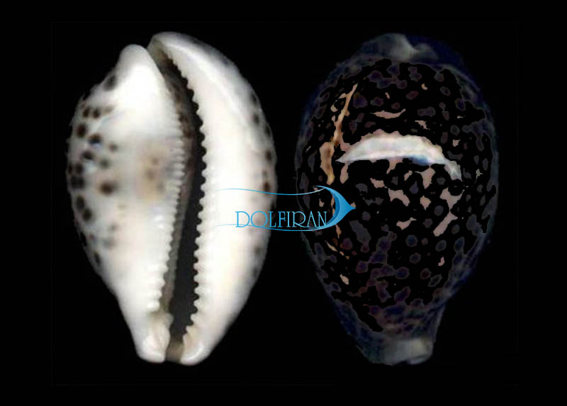 Cowrie_porcelain_snail-.jpg صدف تایگر - تصویر 1