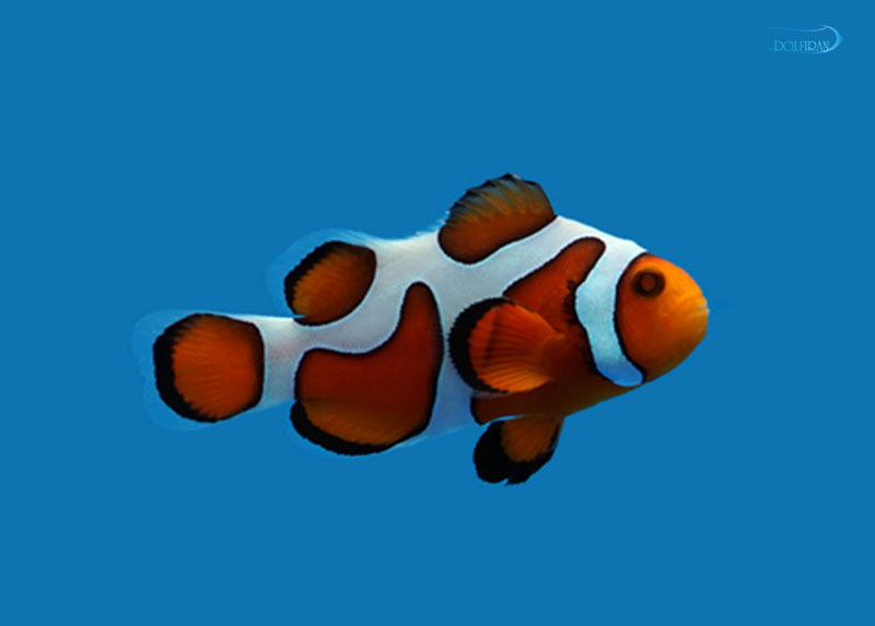 Davinci-celownfish-1.jpg دلقک اکستریم اسلاریس داوینچی گرید A - تصویر 1