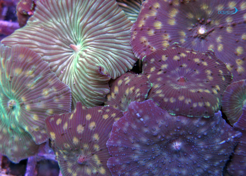 Discosoma-marmorata.jpg ماشروم مرمری - تصویر 1