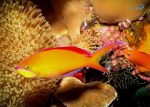 آنتیاس دیسپار - تصویر 3