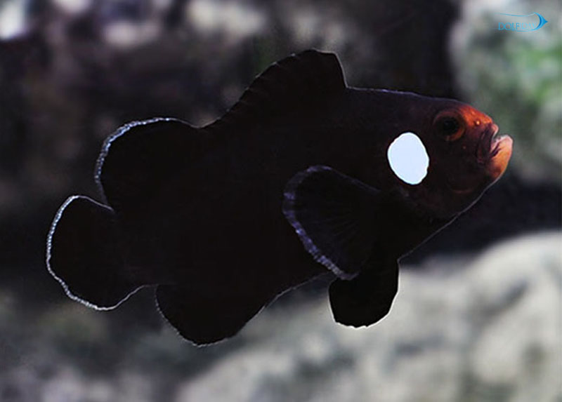 Domino-clownfish-1.jpg دلقک اسلاریس دومینو - تصویر 1