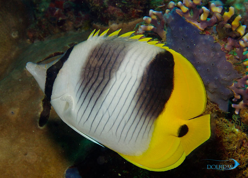 Double_Saddle_Butterflyfish_1.jpg پروانه دو زین - تصویر 1