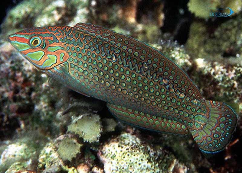 Dusky_Wrasse_famel_1.jpg راس خجالتی (نر) - تصویر 1