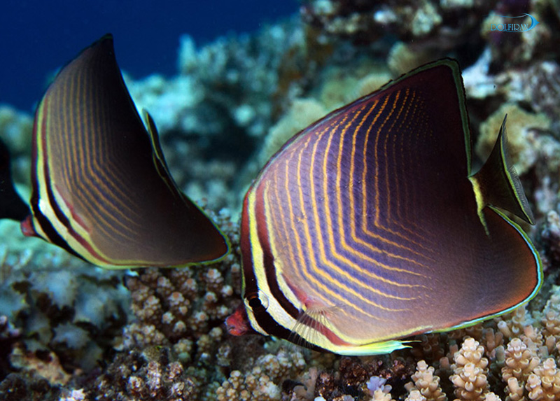 Eastern_Triangular_Butterflyfish_1.jpg پروانه سه گوش شرقی - تصویر 1