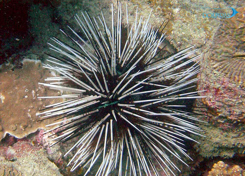 Echinothrix-calamaris.jpg توتیای راه راه - تصویر 1