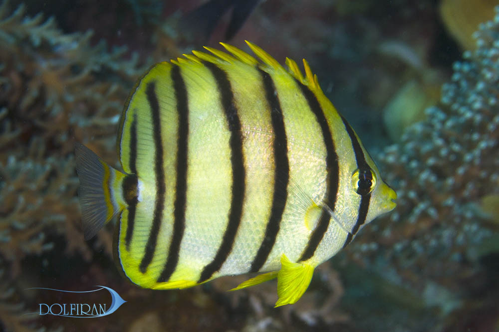 Eight_Stripe_Butterflyfish_1.jpg پروانه هشت خط - تصویر 1