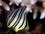 پروانه هشت خط - تصویر 3