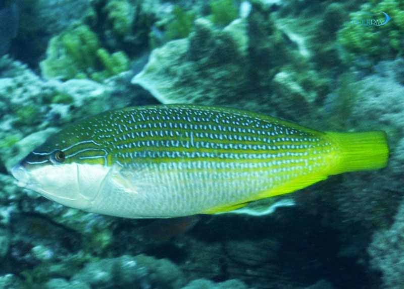 Elegant-Wrasse-male.jpg راس الگانس (ماده) - تصویر 1