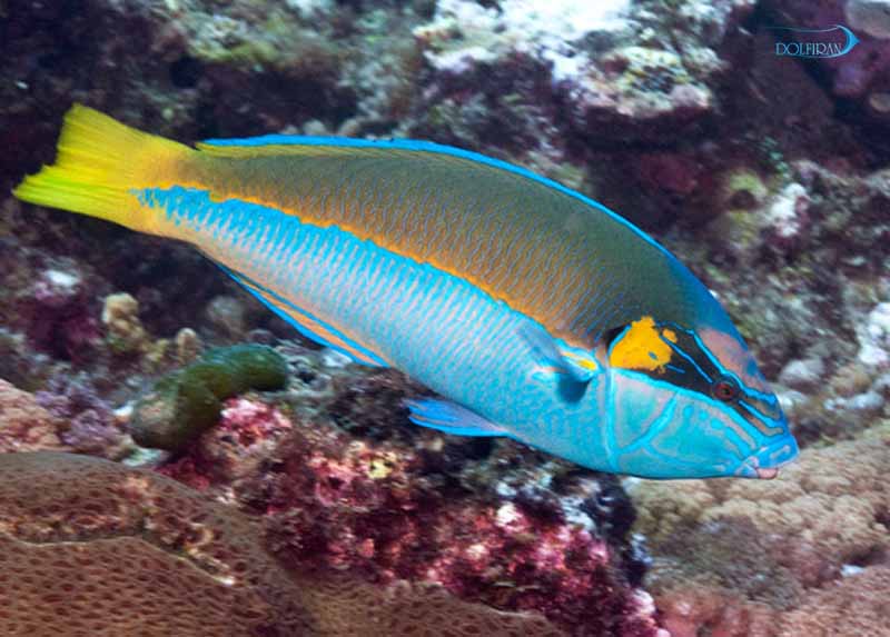 Elegant-Wrasse.jpg راس الگانس (نر) - تصویر 1