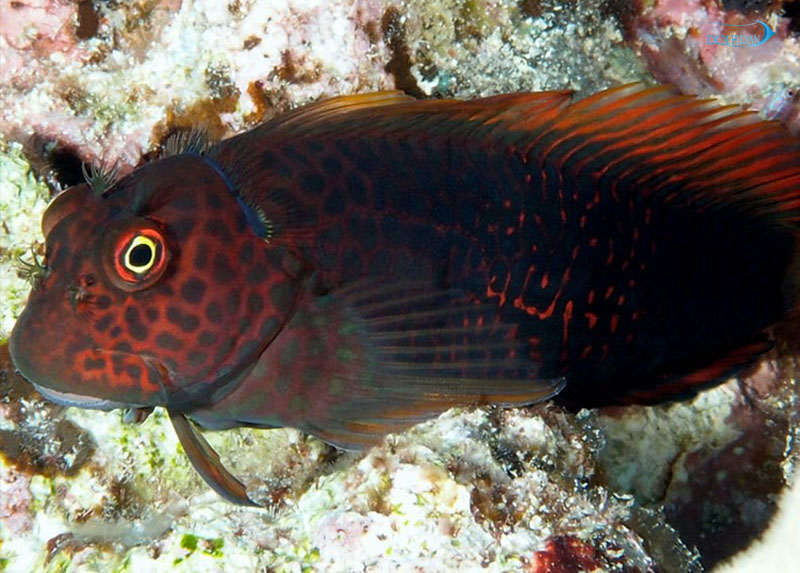 Ember-Blenny-1.jpg بلنی امبر - تصویر 1