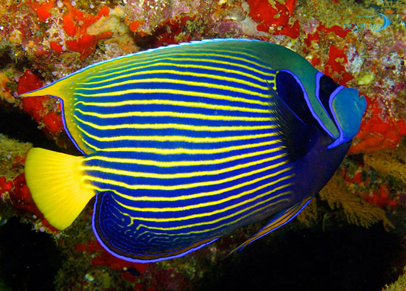Emperor_Angelfish_adult_1.jpg فرشته امپراطور (بالغ) - تصویر 1