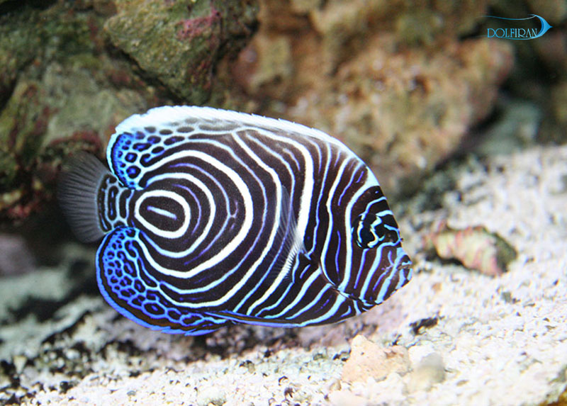 Emperor_Angelfish_juv_1.jpg فرشته امپراطور (جوان) - تصویر 1