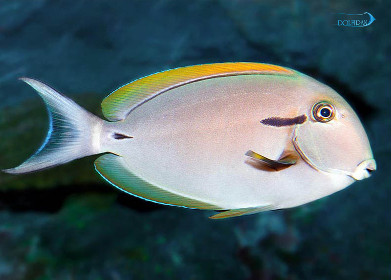 Epaulette-Surgeonfish-1.jpg جراح شانه سیاه - تصویر 1