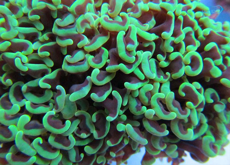 Euphyllia-ancora-galley-2.jpg مرجان همر لنگری برانچ سبز - تصویر 1
