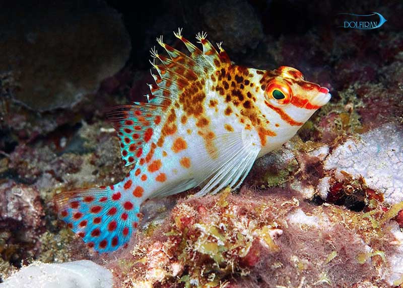 Falco_Hawkfish_1.jpg شاهین فالکو - تصویر 1