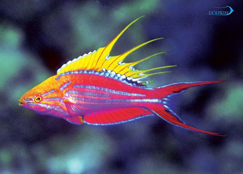 Filamented_Flasher_Wrasse-1.jpg راس فلشر میله ای - تصویر 1