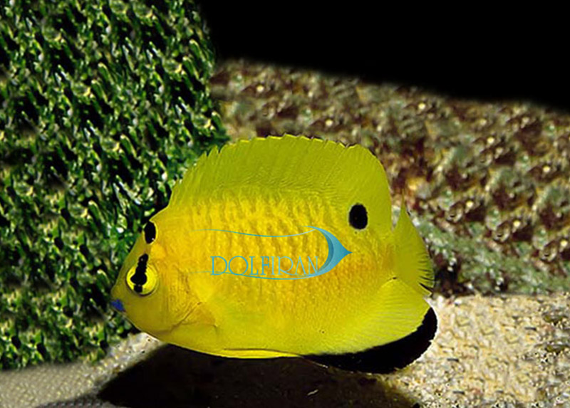 Flagfin_Angelfish_1.jpg فرشته لب ماتیکی (جوان) - تصویر 1