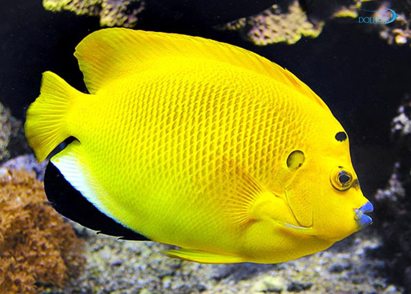 Flagfin_Angelfish_adult_1.jpg فرشته لب ماتیکی (بالغ) - تصویر 1