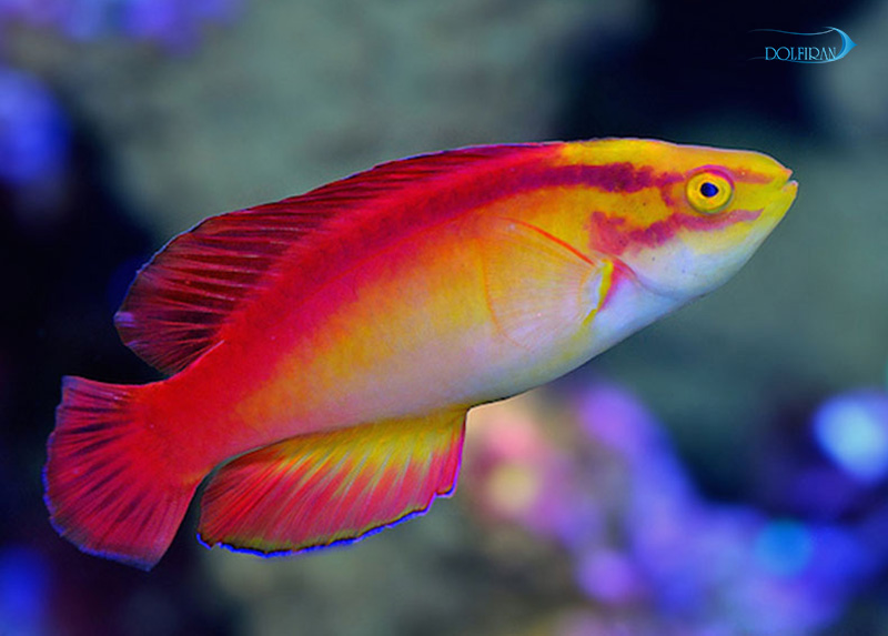 Flame_Fairy_Wrasse-1.jpg راس فرشته آتشین - تصویر 1