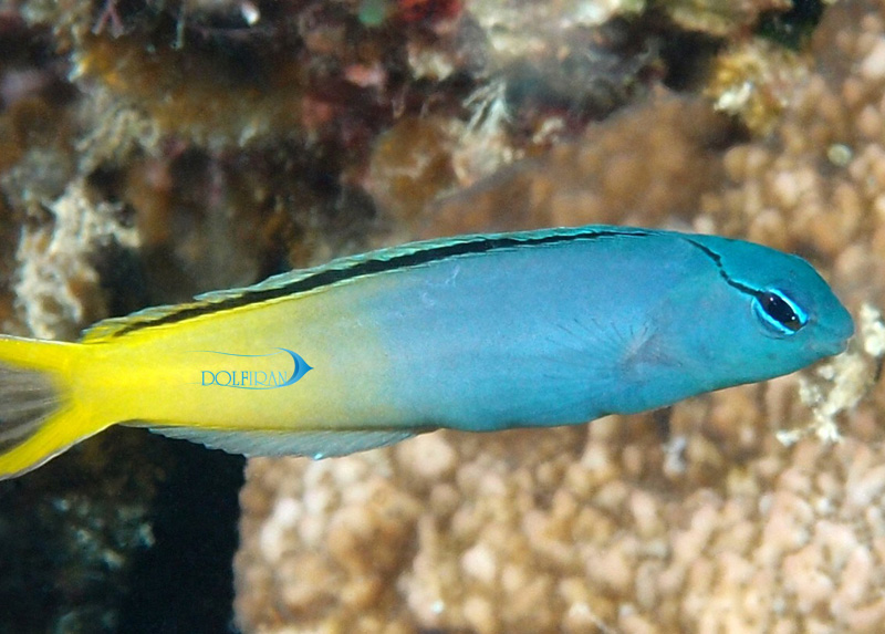 Forktail-Blenny-1.jpg بلنی دم چنگالی - تصویر 1