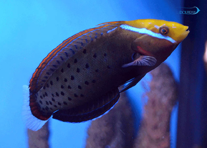 Formosa_wrasse_adult-1.jpg راس کوریس ملکه (بالغ) - تصویر 1