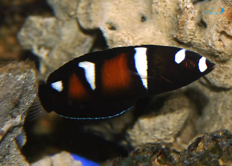 Formosa_wrasse_juv-1.jpg راس کوریس ملکه (جوان) - تصویر 1