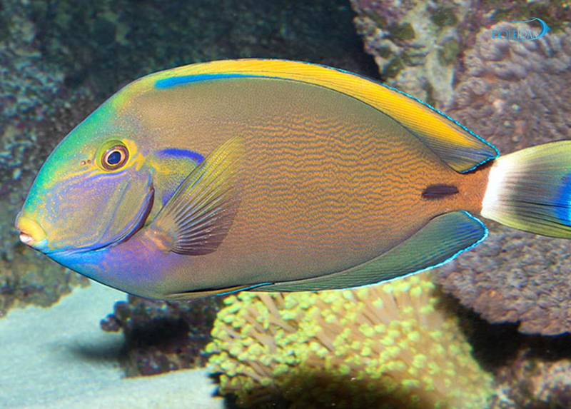 Fowler_s_Surgeonfish_1.jpg جراح فاولری - تصویر 1