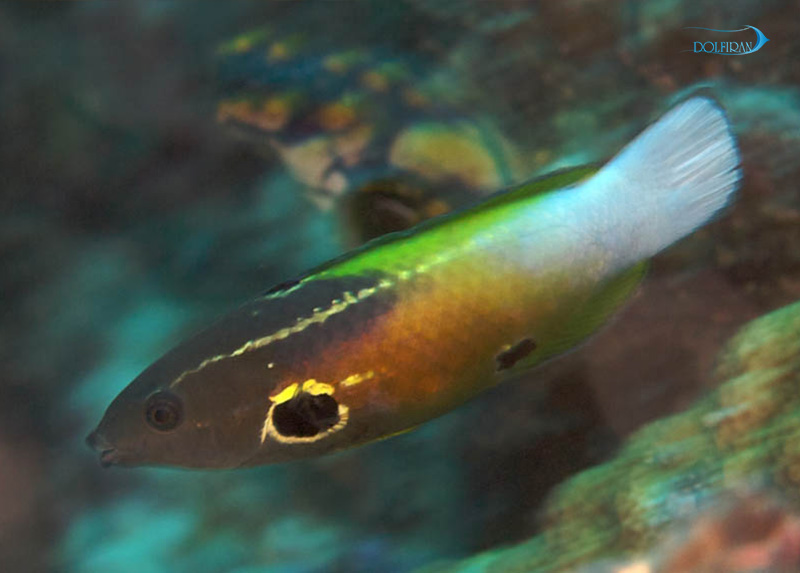 Frosty_tail_Wrasse-1.jpg راس آلنی - تصویر 1