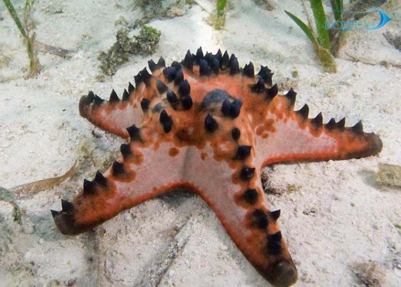 General-brown-starfish.jpg ستاره دریایی خاردار قهوه ای - تصویر 1